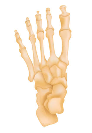Early Intervention and Acute Management of Spinal Cord Injuries: Setting the Foundation for Rehabilitation