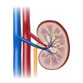 Integrating Occupational Therapy in Back and Spine Rehabilitation Plans