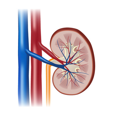 Integrating Occupational Therapy in Back and Spine Rehabilitation Plans