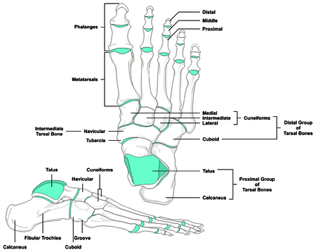 How Occupational Therapists Assess and Prescribe Assistive Technology for Clients in the United States